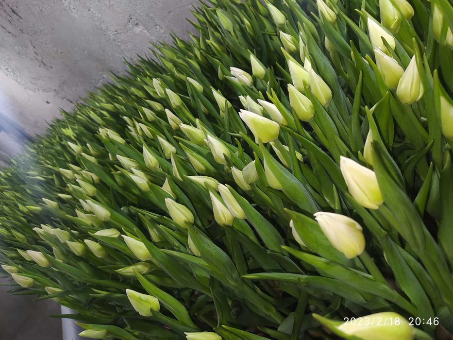 Продам тюльпаны к 8 марта.