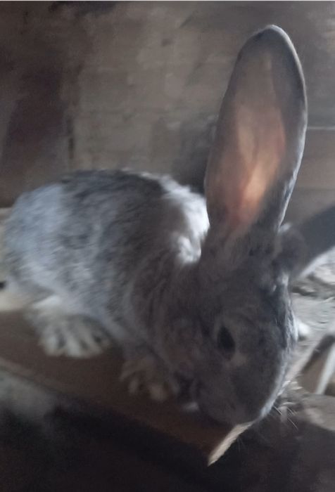 Продам  кроликов
