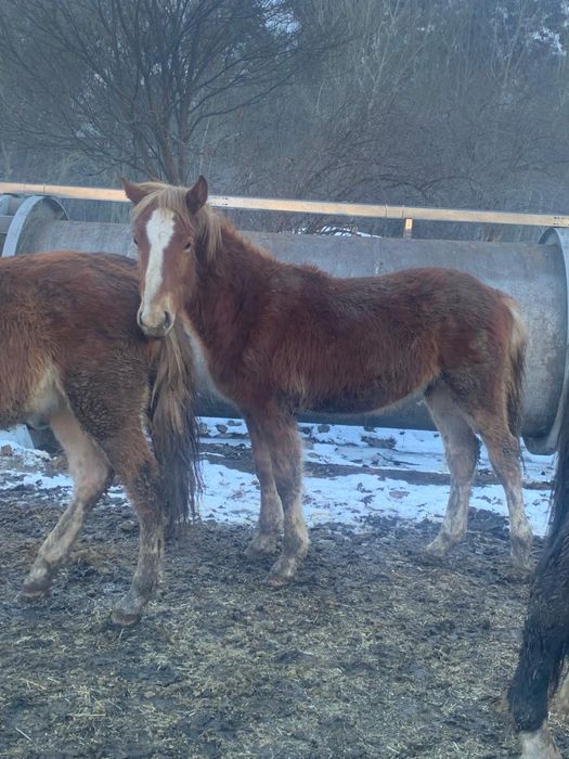 Жеребята разные