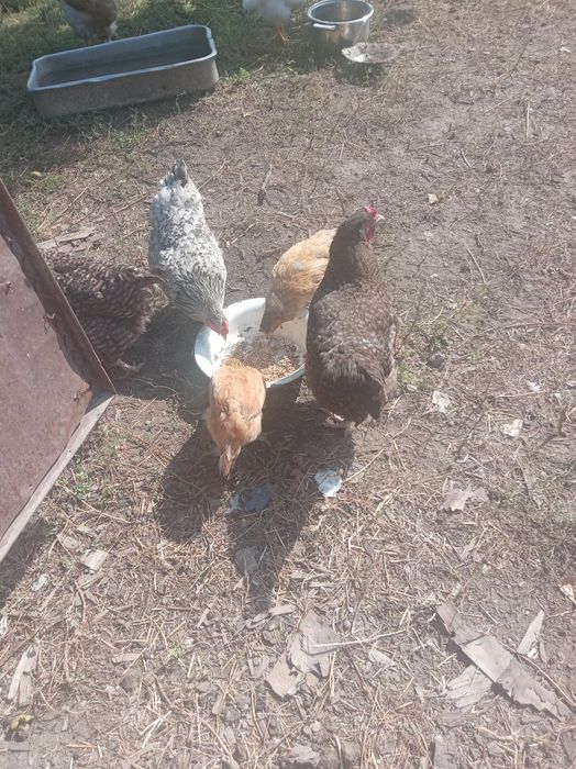 Продам куры домашние