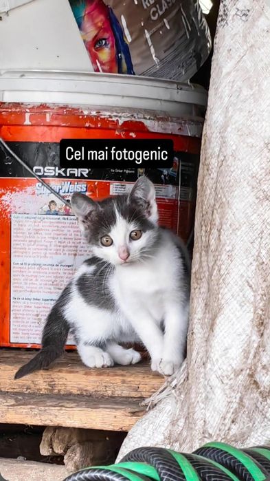 Pisicuțe spre adopție