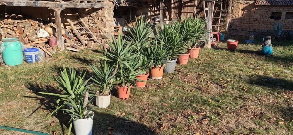 Палма юка различни по размер