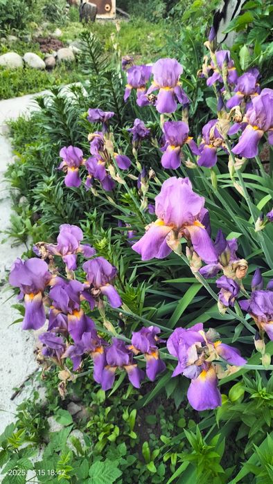 Корни ирисов  , срочно,