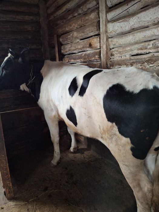 Продам крупно рогатый скот