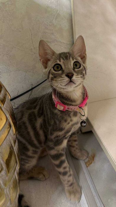Mushuk bengalskiy