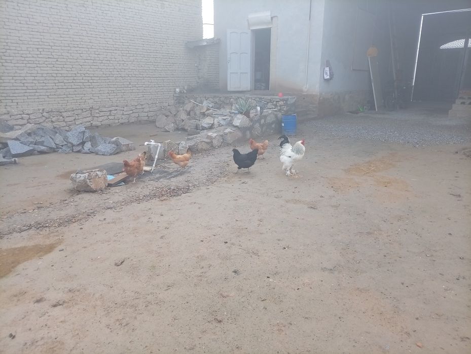 Дамашний товуклар сотилади