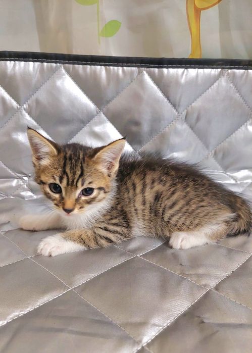 Прекрасные котята мальчики бесплатно!