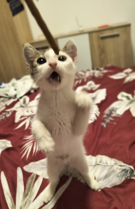 Motanel spre adoptie