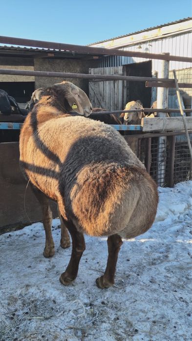 Продаю кошкаров