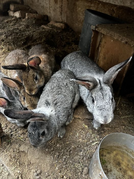 Гебрид куйонлар нова зеландски блан панон чатишган сотлади