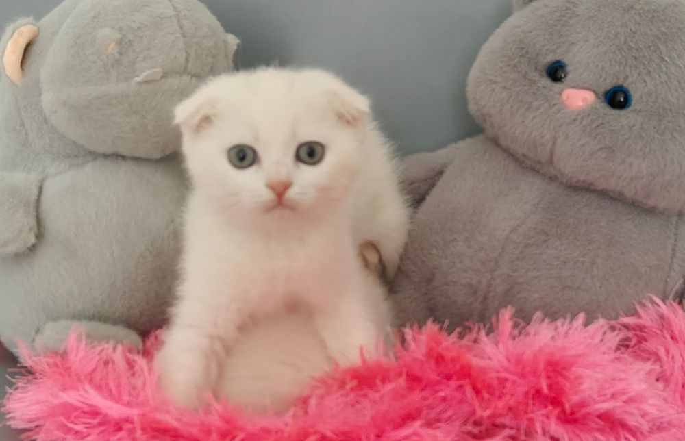 Шотландские котята
