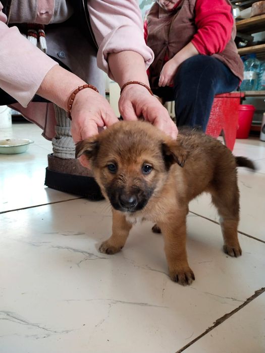 Отдам щенков в добрые руки