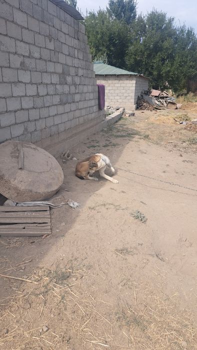 Алабай сатылады екі жаста