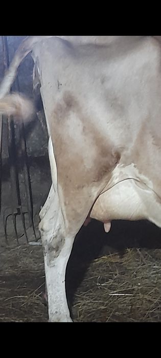 Vaca baltata cu lapte gestanta