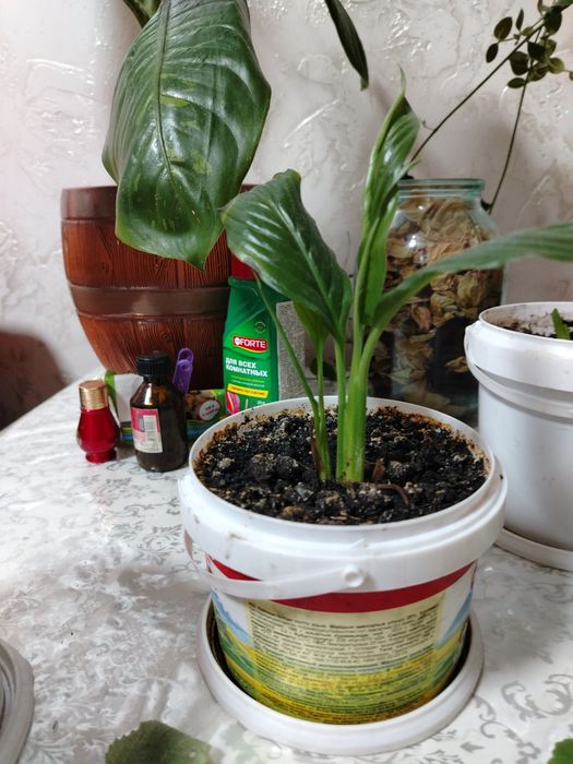 Комнатные цветы по 1.500