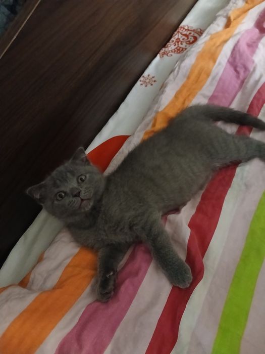 Британски котки 3 броя