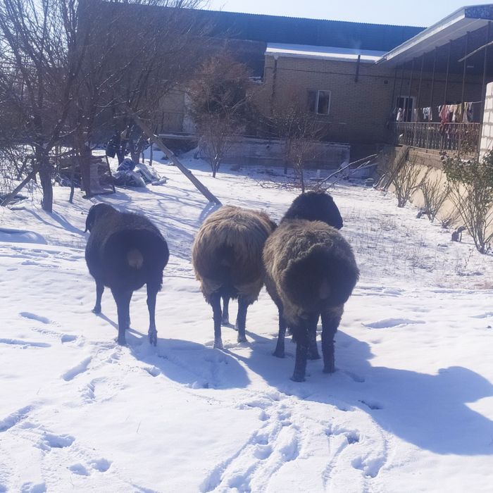 Ekkizak tug'adigan bug'o'z quyla sotiladi