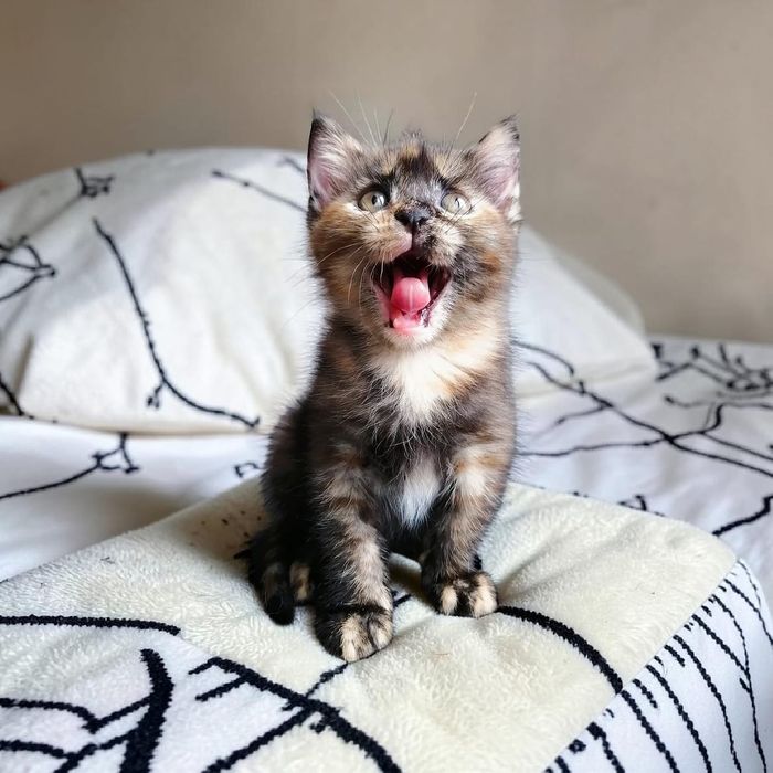 Ищет дом и семью котенок-девочка