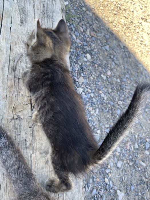 котенки бесплатно