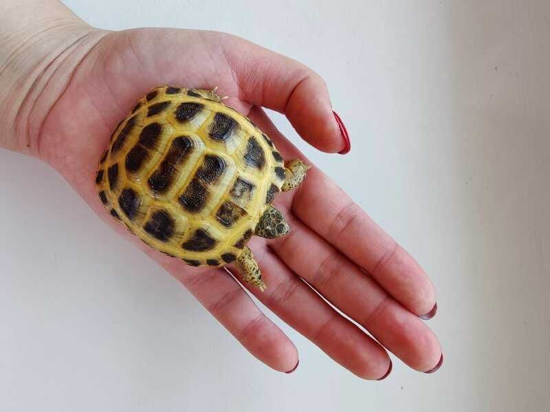 Toshbaqa черепаха домашные чистые