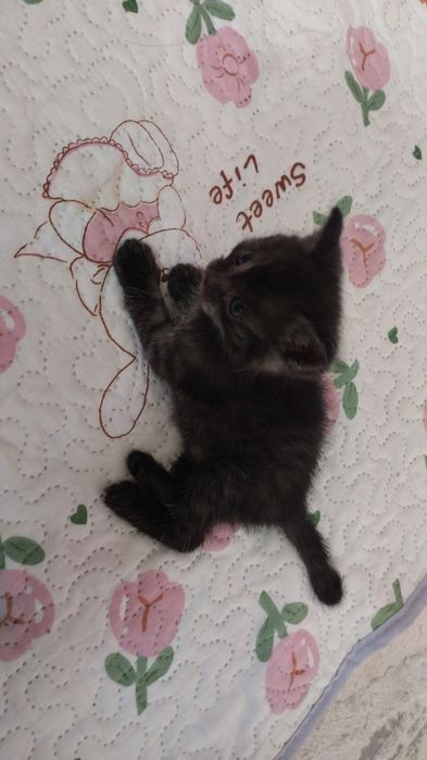 Продаётся котёнок Американский длиношерстная