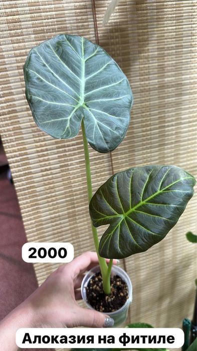 Комнатные растения