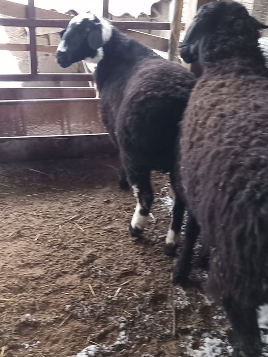 Қойлар сатылады семіз.