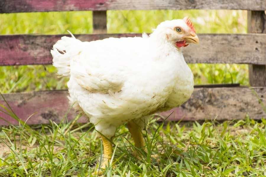 Продаваме бройлери на два месеца и половина  за доугояване