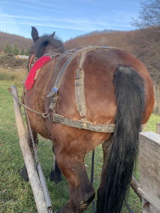 Vând o iapa de 9 ani