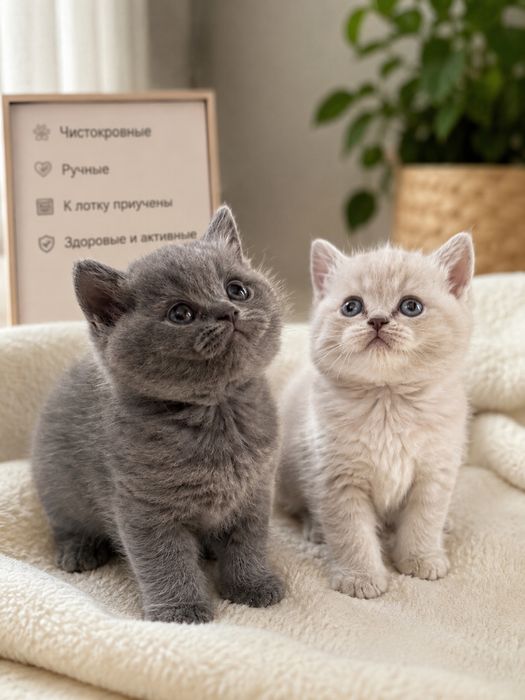 Мраморный котенок