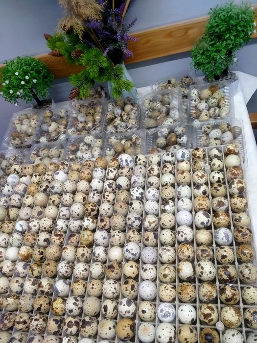 Яйцо перепелинный