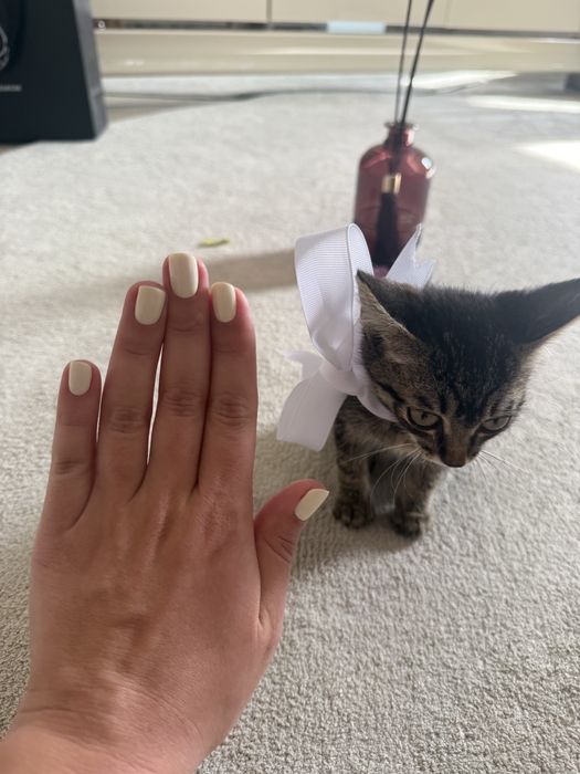 Отдам в добрые руки котенка
