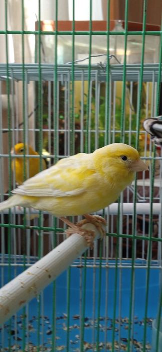 Срочно продадим канарейку!!!