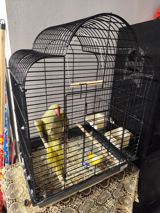 Papagal Micul Alexandru ,blând + colivie