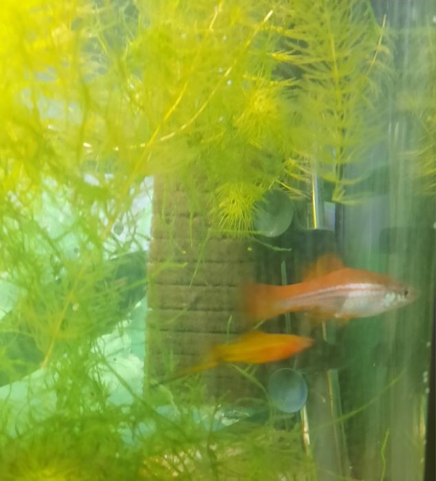 Pesti acvariu exotici