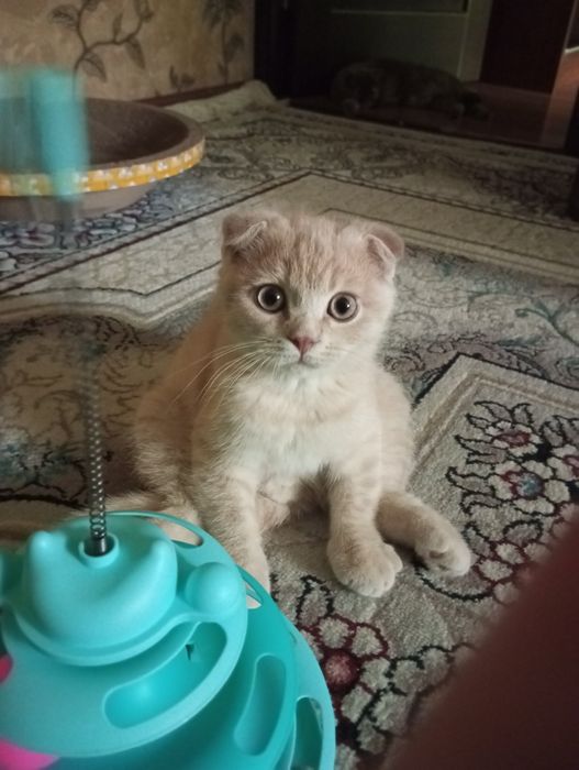 Продаются котята:Скотиш Фолд.