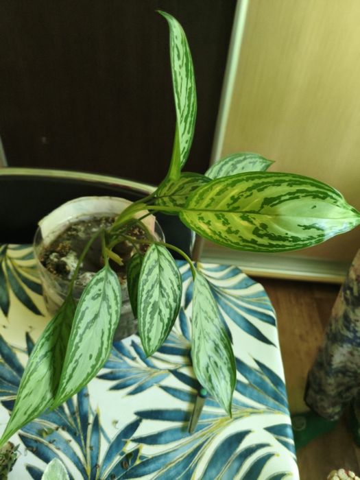 Продам цветы разные