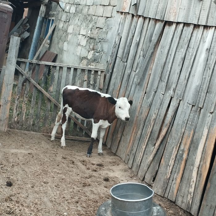 Продам телят 3-х месячные