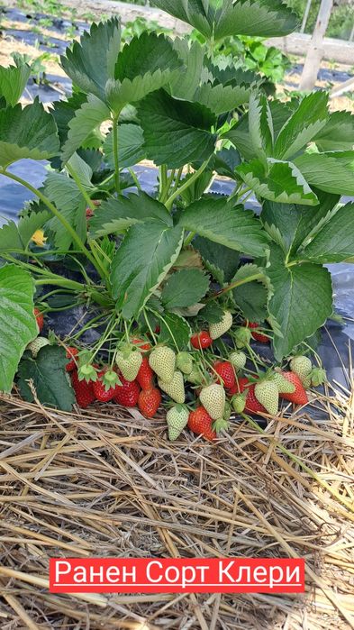 Разсад Ягоди отгледан в тарелка