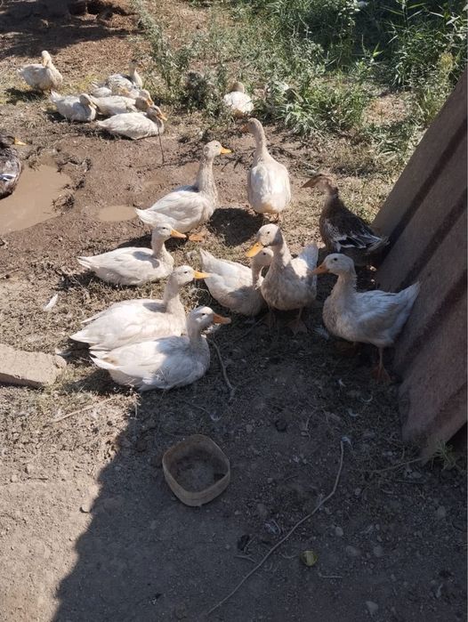 Продам уток не дорого