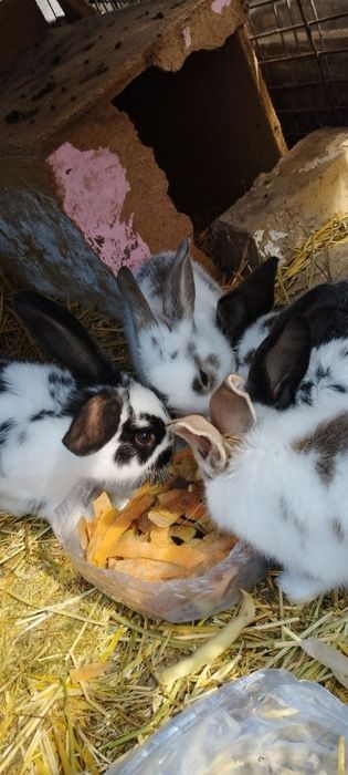 Quyon bolalari sotiladi