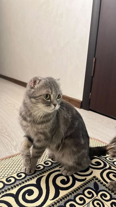 Шотландский кошка .Вислоухий кошка.