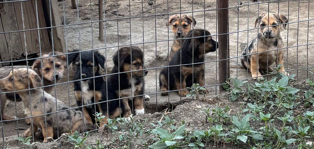 Cațeluși spre adopție