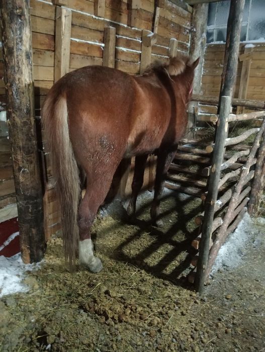 Құнан сатылады!!!