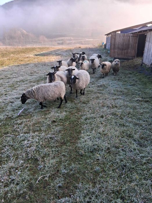 Vind oi rasa romanov