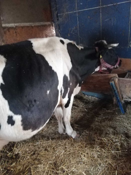 De vânzare vacă holstain.