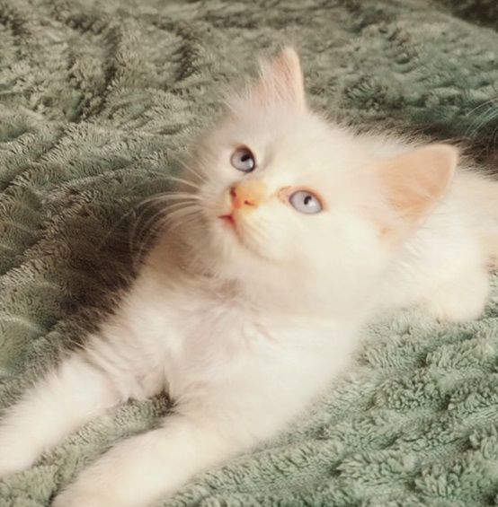 Котята Бесплатно