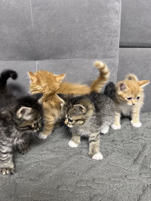 Котята, девочки