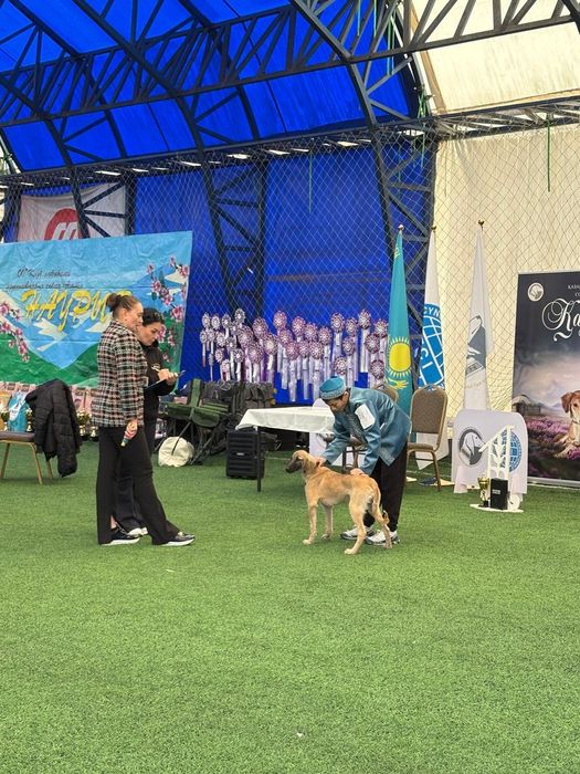 Тазы күшік сатылады 6-7 айлық еркек