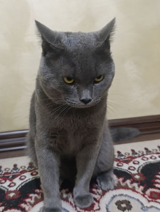 Skottish strayt toza zot